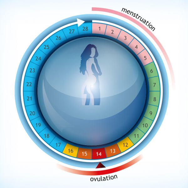 Cycle menstruel et ovulation